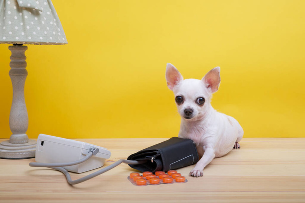 Chihuahua dog measures blood pressure while lying next to orange pills and an electric table lamp on a yellow background. Little dog look carefully into the camera. - Фото, зображення