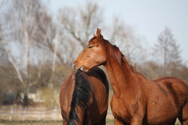 Due adorabili cavalli che si accarezzano
 - Foto, immagini