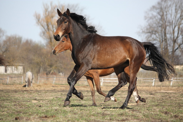 Dwa brązowe konie na pastwisku - Zdjęcie, obraz