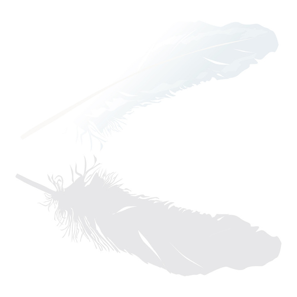 isolated white feather with reflection - ベクター画像