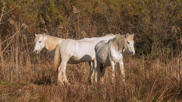 Cavalos Camargue brancos no sul da França. Cavalos criados em liberdade no meio dos touros Camargue nas lagoas de Camargue. Treinado para ser montado por gardianos. - Foto, Imagem