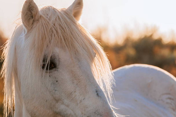 Nahaufnahme eines weißen Camargue-Pferdes in Südfrankreich. Pferde, die inmitten der Camargue-Stiere in den Teichen der Camargue gehalten werden. Ausgebildet, um von Gardisten gefahren zu werden. - Foto, Bild