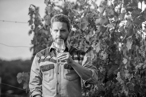 αμπελουργός άνθρωπος αγρότης πίνουν κρασί στο αγρόκτημα σταφυλιών, αμπελουργός. - Φωτογραφία, εικόνα