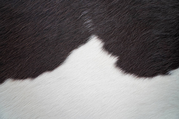 Image of Close view of black and white cow fur texture - Photo, Image