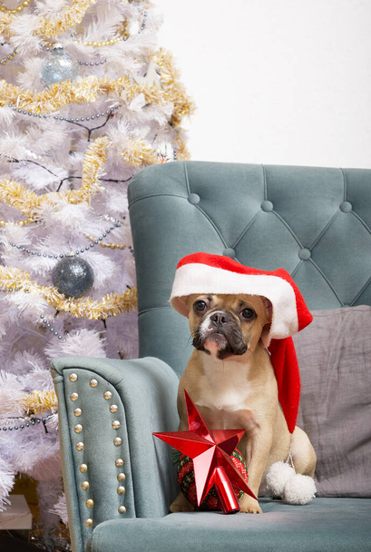 A bulldog dog in a Santa Claus hat sits with a red star in a chair in anticipation of Christmas and the New Year. There is a beautiful Christmas tree nearby. - Photo, Image