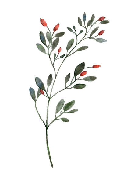 Christmas winter watercolor hand drawn illustration of a branch of a plant with berries - Valokuva, kuva
