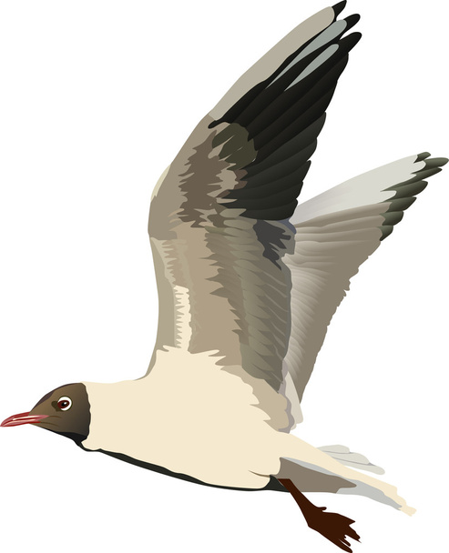 illustration with gull - Vector, afbeelding