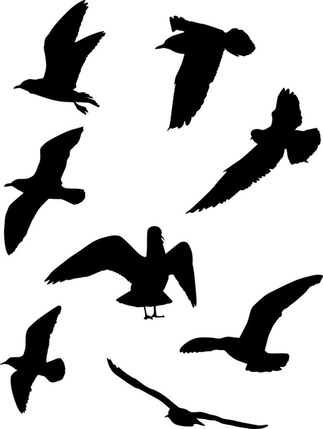 gull silhouette collection - Vector, Image