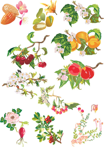 Érett gyümölcsök és virágok - Vektor, kép