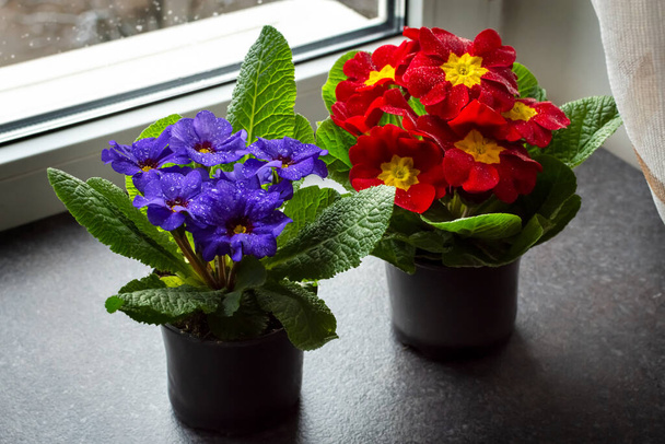 Açan kırmızı ve mavi ev çiçekleri pencere eşiğinde - Fotoğraf, Görsel