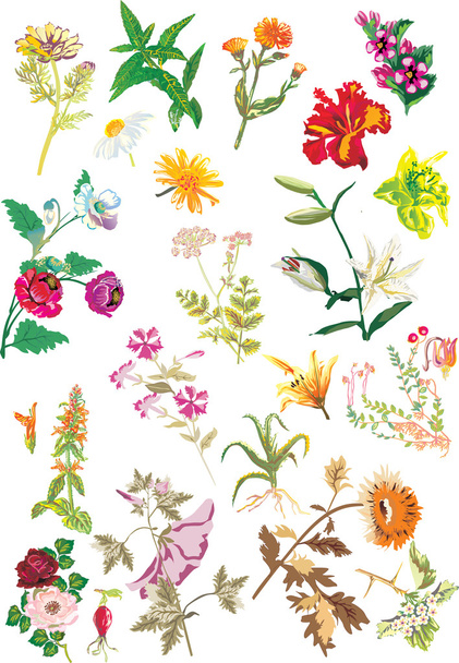 Набір різних квітів
 - Вектор, зображення
