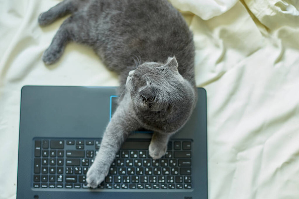 A cute gray Scottish fold cat lying to a laptop on the bed. Laziness to work, workspace organization - Foto, Imagem