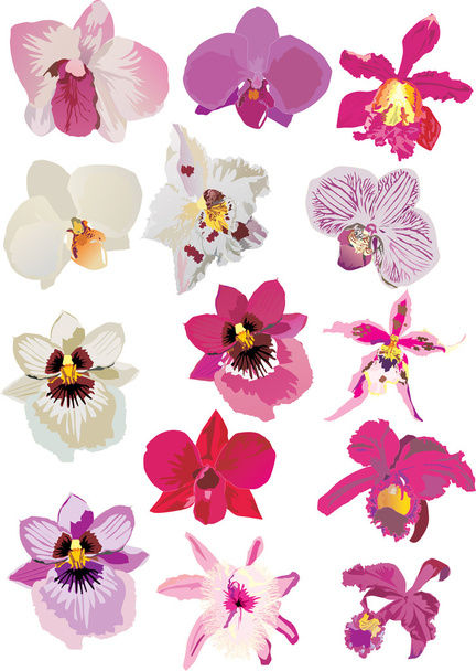 Розовые и белые орхидеи
 - Вектор,изображение