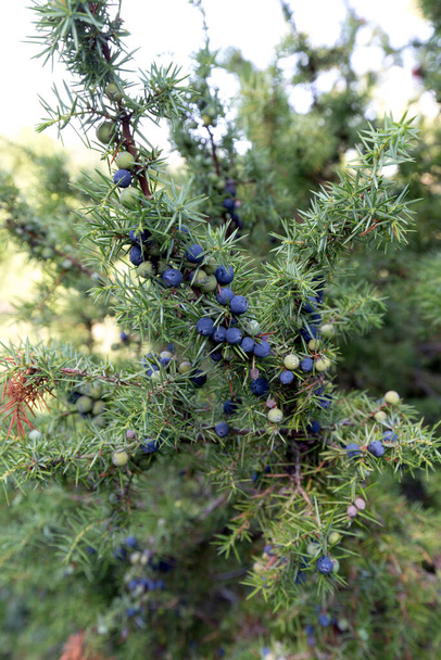 Photo of a common juniper plant in Italy - Photo, Image