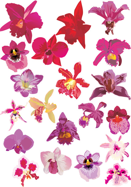 20 kırmızı orkide - Vektör, Görsel