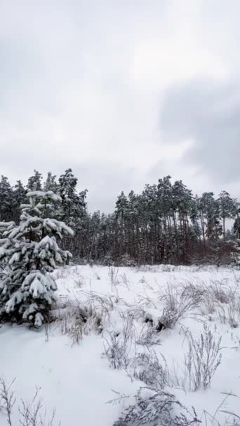 晴れた冬の日には雪の松林。太陽のハイライトグレア、サンビーム。妖精の魔法の森。新年のクリスマスの背景。美しい自然の背景。垂直ビデオフルHD 1080x1920. - 映像、動画