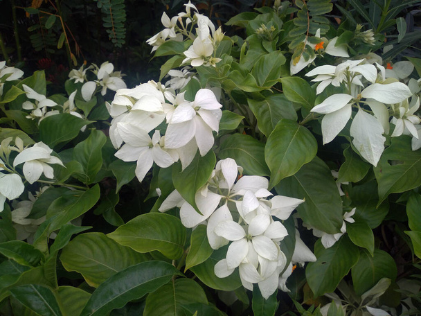 White Mussaenda flowers grow in the botanical garden. White Houseplant in Bangladesh. - Photo, Image