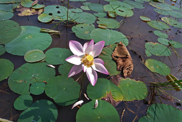 Цветок лотоса в природе. Цветок лотоса с зелеными листьями. Водные растения на пруду. - Фото, изображение