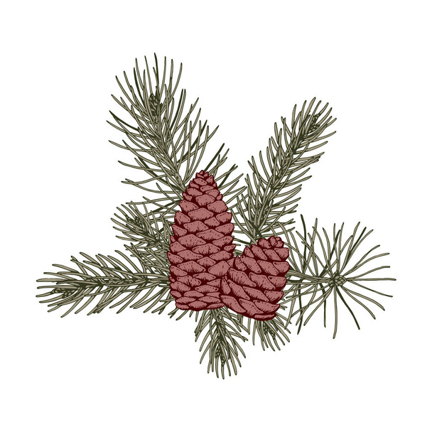 Composición botánica navideña con ramas de pino y conos. Ilustración vectorial en estilo de boceto aislado sobre fondo blanco - Vector, Imagen