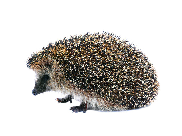 Little forest hedgehog lying on his back isolated - Photo, Image