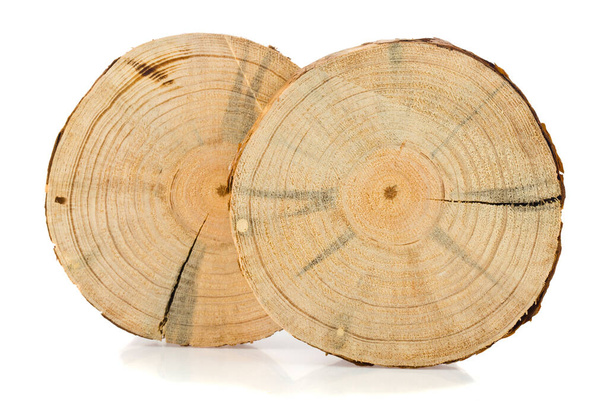 Tree slice isolated on white background. Detail for design. Design elements. Macro. Full focus. Background for business cards, postcards and posters. - Photo, Image