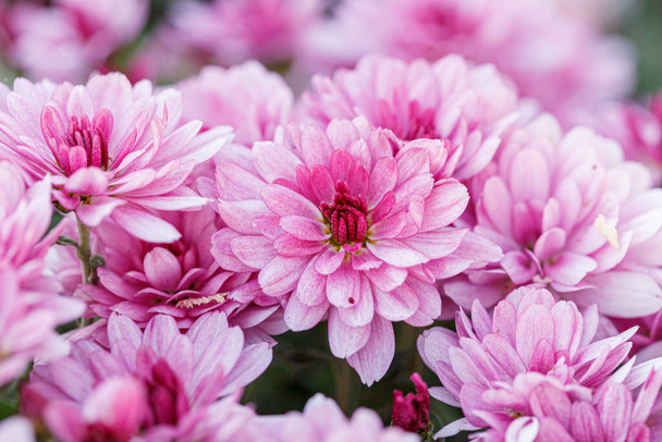 hermosos arbustos de flores de crisantemo colores rosados de cerca - Foto, imagen