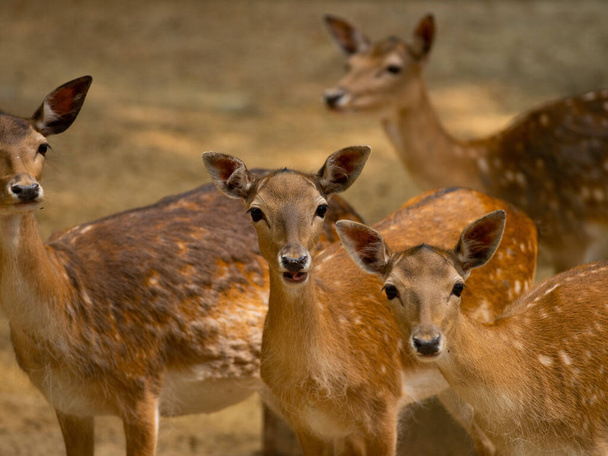 european fallow deers (dama dama) on a brown background - Фото, зображення