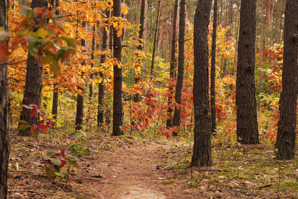 Trail and beautiful trees in forest. Autumn season - Foto, Imagen