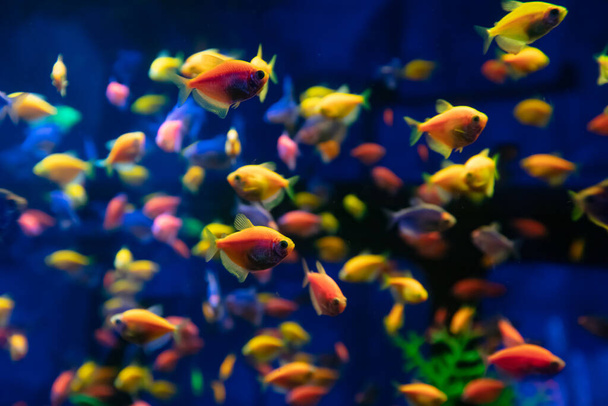 Akvaryumda bir sürü renkli balık var. Tasarım amaçlı, duvar kağıdı için. - Fotoğraf, Görsel