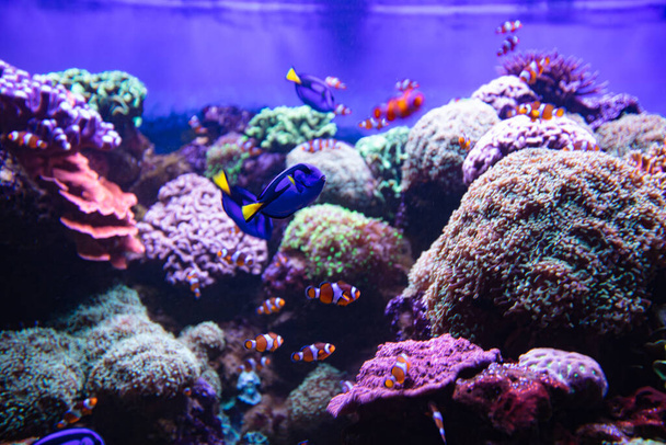 Clownfish and Blue Tang in aquarium, wallpaper - 写真・画像