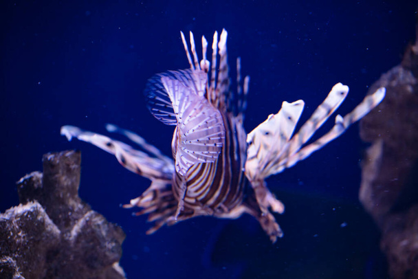 Red lionfish in aquarium for design purpose, wallpaper - Фото, изображение