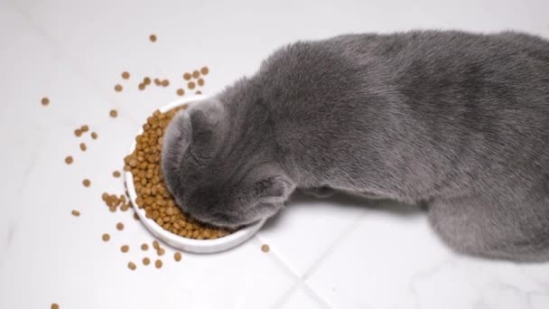 Een hongerige kat eet heerlijk. Zicht van bovenaf. Huisdier geeft lunch. - Video