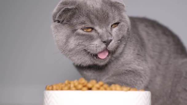 Un hermoso gatito tabby escocés gris come comida seca. Nutrición completa para gatitos. Vídeo 4k - Metraje, vídeo