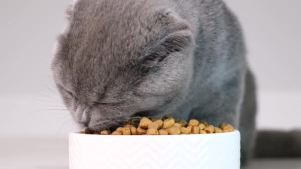 Close-up van een grijs Schots katje dat droog kattenvoer eet. Advertentie van droog voedsel voor kittens. Een prachtige Schotse kat - Video