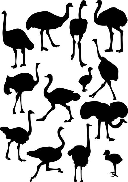 struisvogel silhouetten collectie - Vector, afbeelding