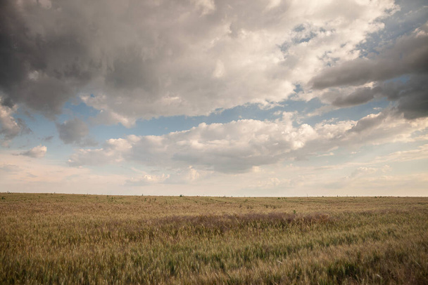 Desenfoque selectivo en un campo de trigo, color amarillo dorado, en una tarde nublada, en un paisaje agrícola serbio típico, al final de la temporada de verano, en Voivodina - Foto, imagen