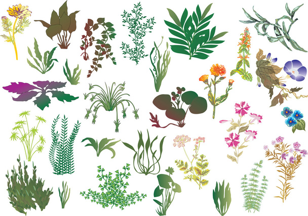 collection of different plants - Vector, Image
