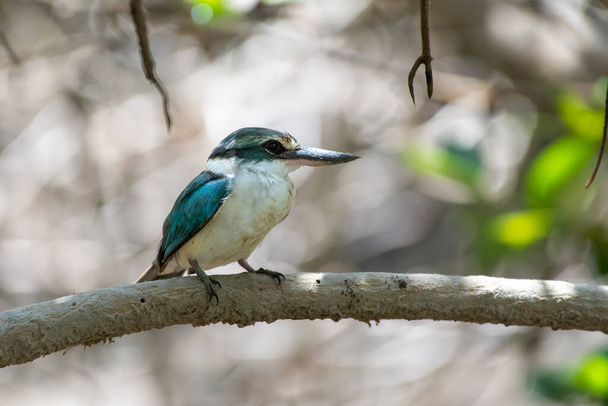 Arap yakalı Kingfisher (Todiramphus chloris kalbaensis) ya da beyaz yakalı Kingfisher veya mangrove Kingfisher Kalba, Birleşik Arap Emirlikleri 'nde yakın. - Fotoğraf, Görsel