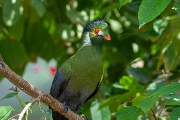 A white-cheeked turaco (Menelikornis leucotis) perched in a tree in the rainforest. - Photo, Image