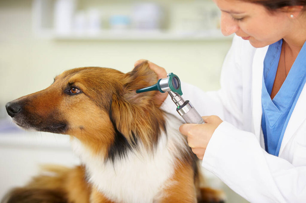 Vamos fazer um check-up. um veterinário examinando uma orelha de cães - Foto, Imagem