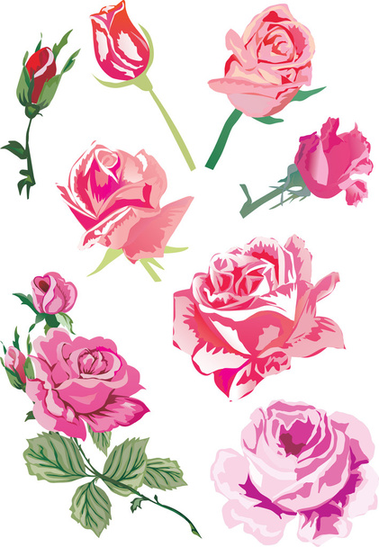 eight pink roses - Vector, Image