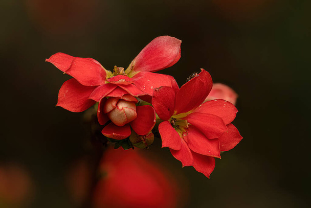 Flaming Katy Red Flower of the species Kalanchoe blossfeldiana with selective focus - Foto, Imagen