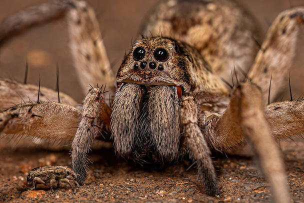 Adult Female Wolf Spider of the Family Lycosidae - Photo, Image
