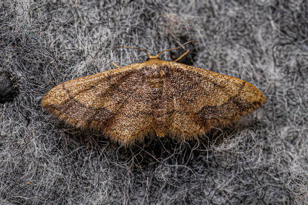 Moth geometryczny dla dorosłych z rodziny Geometridae - Zdjęcie, obraz
