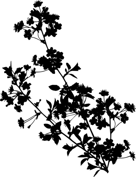 Black cherry drzewo gałąź z kwiatami - Wektor, obraz