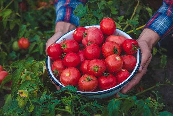 Un hombre agricultor tiene una cosecha de tomates en sus manos. Enfoque selectivo. naturaleza. - Foto, Imagen