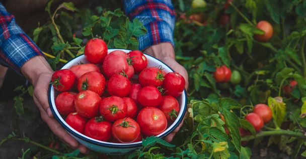 A man farmer holds a crop of tomatoes in his hands. Selective focus. nature. - 写真・画像