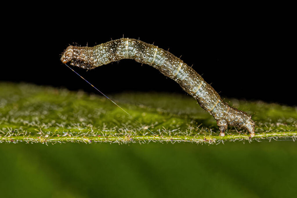 pequena larva de traça da Ordem Lepidoptera - Foto, Imagem