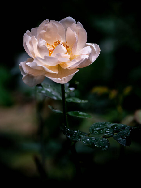 Kształt i kolory niedoskonałych róż Ambridge, które kwitną w tropikalnych klimatach - Zdjęcie, obraz