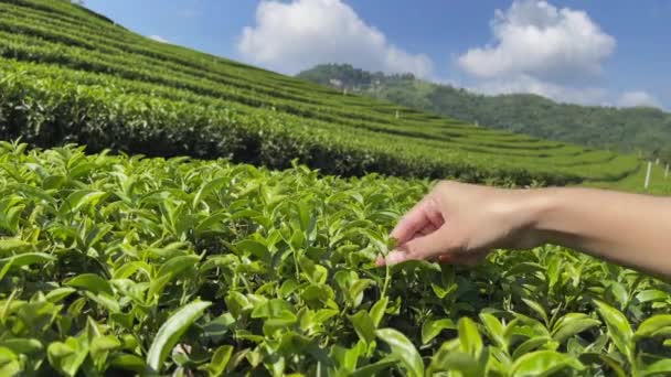 Рука собирает верхушки зеленых чайных листьев на дереве на плантации горного чая. - Кадры, видео
